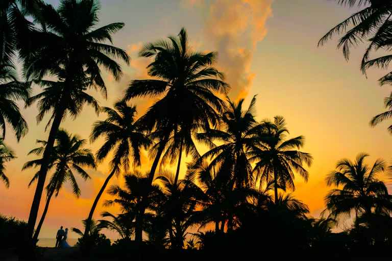 coconut tree during the horizon